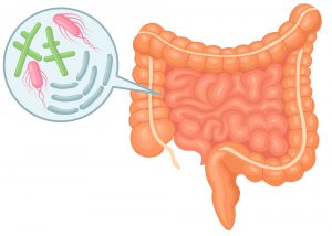 Intestine, intestinal flora. Digestive tract, colon