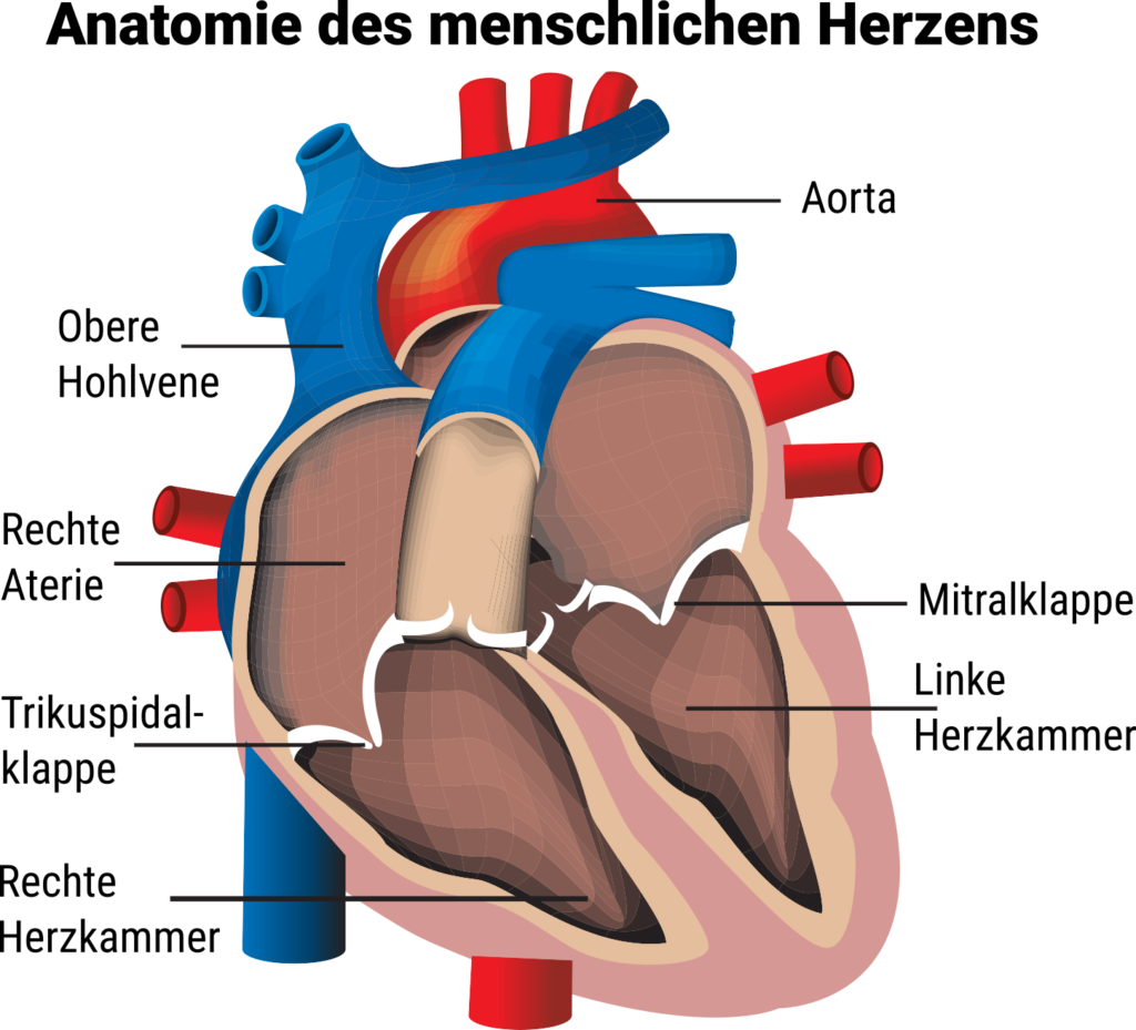 Anatomie der Herzens