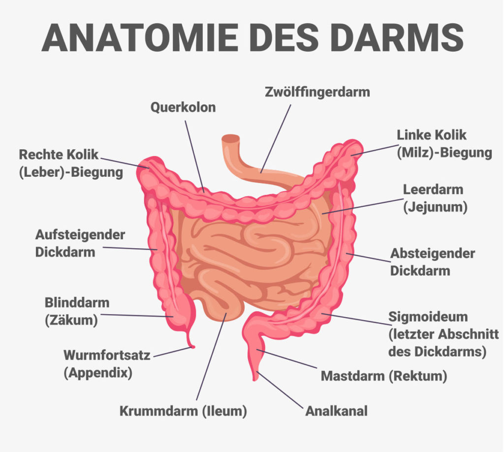 Colitis ulcerosa - Anatomie des Darms