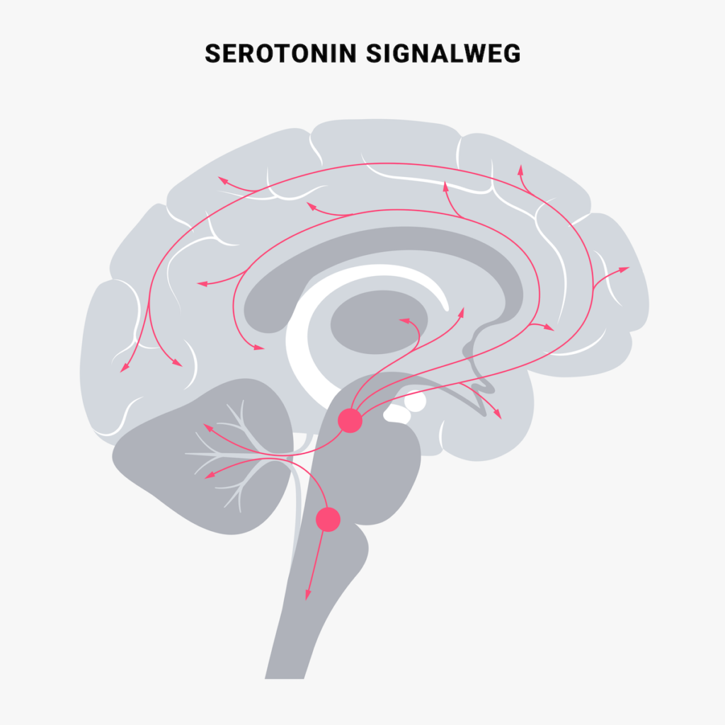 Serotonin Signalweg
