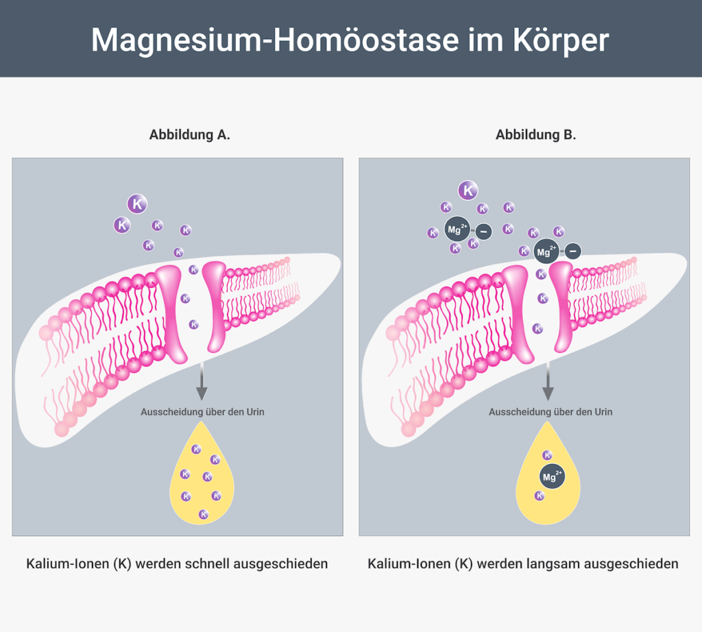 Magnesium - Homöostase im Körper