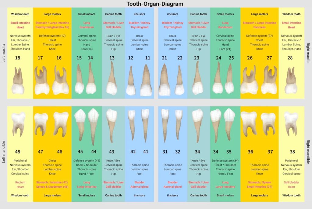 Tooth-Organ-Diagram - which tooth is connected to which organ