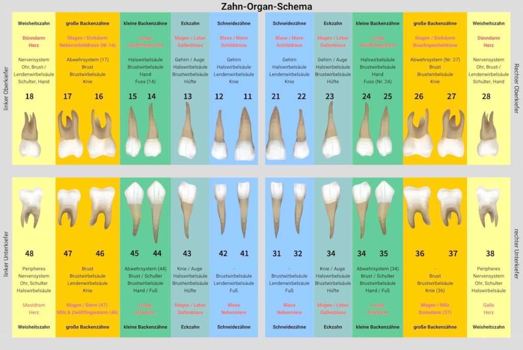 Zahn-Organ-Schema - Welcher Zahn ist mit welchem Organ verbunden